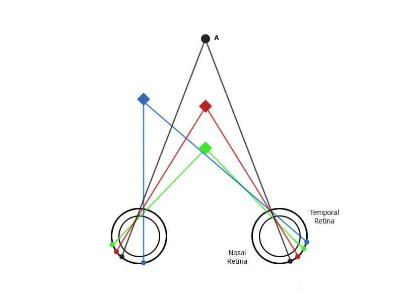 Human binocular vision