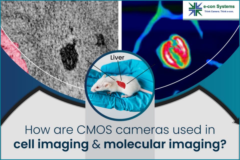How are CMOS cameras used in cell imaging and molecular imaging