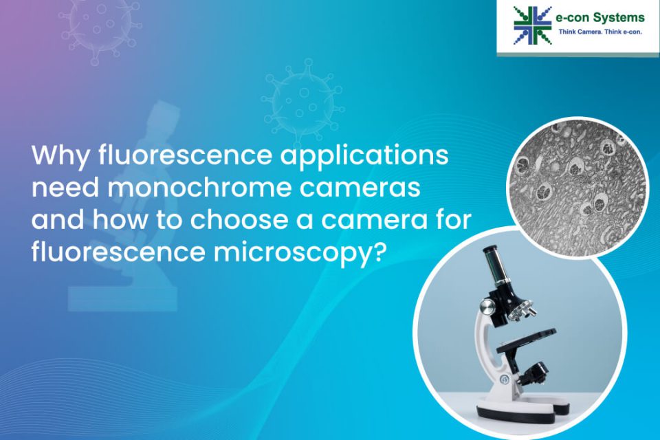 Why fluorescence applications need monochrome cameras– and how to choose a camera for fluorescence microscopy?