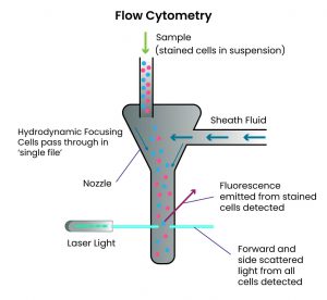What is a flow cytometer and how does it work?