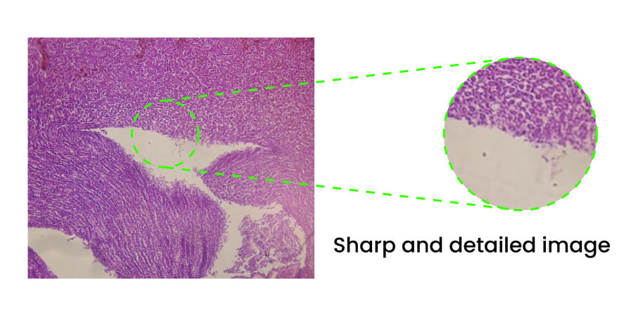 Sony IMX568 Sharp detailed image