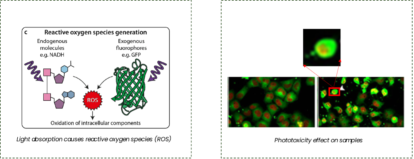 Phototoxicity