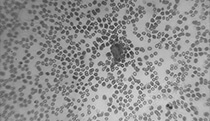 monochrome sample image using See3CAM_50CUGM