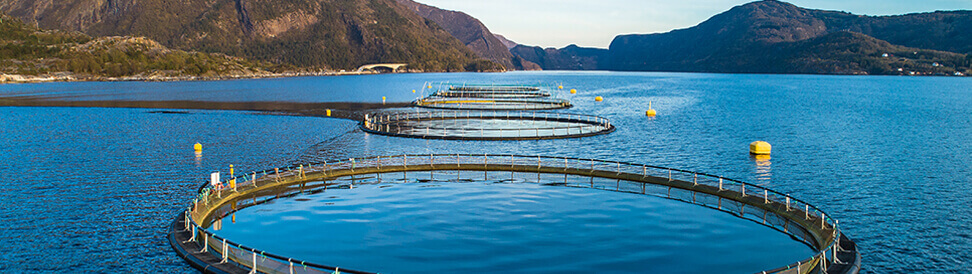 Fish Farming System