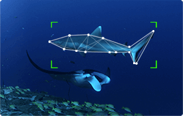 Underwater Fishing camera Case Study